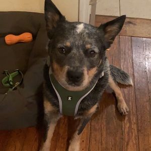 Hurtta Adventure Dog Harness NWT 32-39 inch